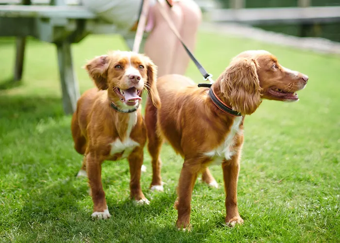 وسبا ذا سوآن